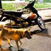 Ba người dân tại Lâm Đồng bị chó mắc bệnh dại cắn