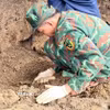 Đội tìm kiếm, quy tập hài cốt liệt sỹ số 2 (Bộ Chỉ huy Quân sự tỉnh Quảng Trị) khảo sát, tìm kiếm và phát hiện 2 hài cốt liệt sỹ tại khu phố Thành Cổ, phường Quảng Trị. (Ảnh: TTXVN phát)