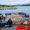 Cá chết nổi trong lồng bè nuôi tại hồ Mai Thành (phường Lộc Tiến, thành phố Bảo Lộc) . (Ảnh: TTXVN phát)