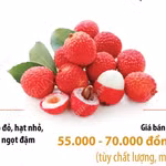 Vải thiều Bắc Ninh được giá, giá bán tại vườn từ 55.000 đến 70.000 đồng mỗi kg
