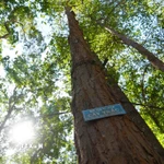 Quần thể cây trắc được bảo vệ nghiêm ngặt trong rừng đặc dụng Đăk Uy. (Ảnh: Dư Toán/TTXVN)