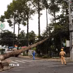 Cây xanh ngã đổ trên góc đường Lê Quý Đôn-Trương Định. (Ảnh: Hồng Thái/TTXVN)