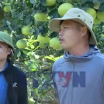 'Thủ phủ' quất, bưởi cảnh Văn Giang sẵn sàng cho thị trường Tết