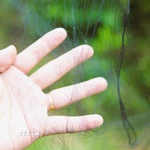 Lưới bẫy chim. (Ảnh minh họa. Nguồn: TTXVN)