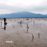 5ha rừng ngập mặn phường Hải Ninh (Hà Tĩnh) bị chết không thể tái sinh. (Ảnh: Công Tường/TTXVN)