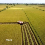 Thu hoạch diện tích thí điểm thực hiện Đề án sản xuất lúa chất lượng cao, phát thải thấp. (Ảnh: Nhựt An/TTXVN)