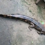 Con cá sấu do ông T. nuôi nhốt bị xổng chuồng cắn người bị thương. (Nguồn: Công an Nhân dân)