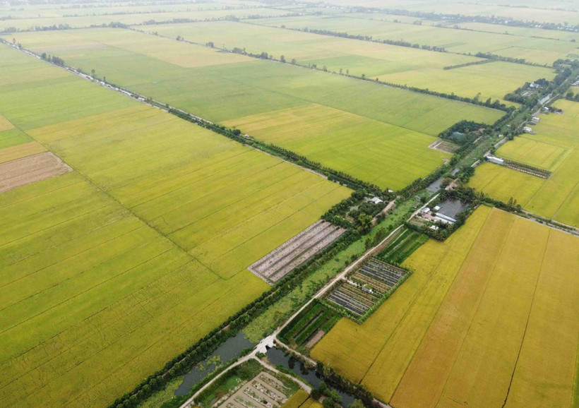 Sản xuất lúa tại An Giang. (Ảnh: Vũ Sinh/TTXVN)