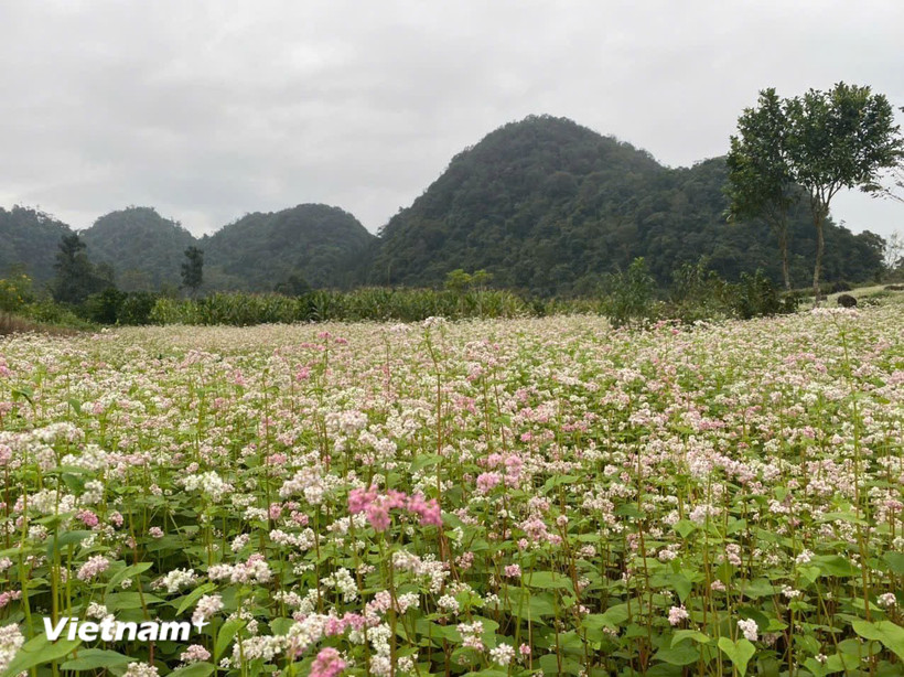 Bắt đầu từ tháng 10 cho tới tháng 12 là lúc hoa Tam Giác Mạch đua nhau khoe sắc rợp trời nơi cao nguyên đá Đồng Văn, Tuyên Quang. (Ảnh: Nguyễn Phương/Vietnam+)