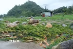 Nhiều khối đá lớn do nước lũ đưa về ngổn ngang trên diện tích lúa của người dân. (Ảnh: Quý Trung/TTXVN)