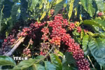 Giá càphê tại khu vực Tây Nguyên dao động trong khoảng 87.100-87.800 đồng/kg. (Ảnh: Hồng Điệp/TTXVN)