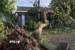 Một cây xanh bung gốc sau bão. (Ảnh: Tường Quân/TTXVN)