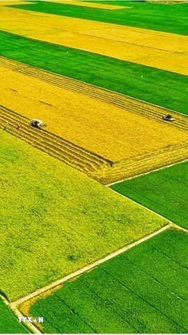 Mô hình sản xuất cánh đồng mẫu lớn gắn với ứng dụng cơ giới hóa trong sản xuất tại Cà Mau. (Ảnh: TTXVN phát)