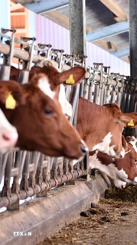 Bò sữa được nuôi tại trang trại ở Froideville, Thụy Sĩ. (Ảnh: THX/TTXVN)