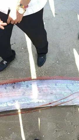 Cá mái chèo dài gần 4m, thân bạc, vây đỏ đặc trưng, xuất hiện ở vùng nước cạn là hiện tượng rất hiếm gặp. (Ảnh cắt từ clip)