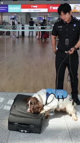 Một chú chó nghiệp vụ tham gia chiến dịch chống buôn lậu ma túy tại sân bay quốc tế Incheon, ngày 18/6. (Nguồn: Yonhap)