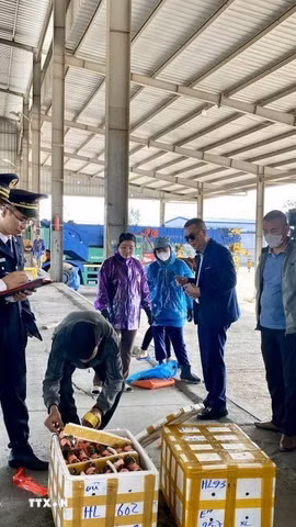 Lực lượng Hải quan Cửa khẩu cầu Bắc Luân II (Móng Cái-Quảng Ninh) kiểm tra hàng hóa nhập khẩu tại bãi kiểm hóa. (Ảnh: TTXVN phát)