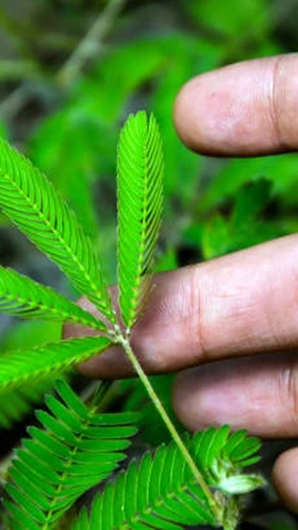 Cây trinh nữ biết học hỏi và ghi nhớ. (Ảnh: iStock)