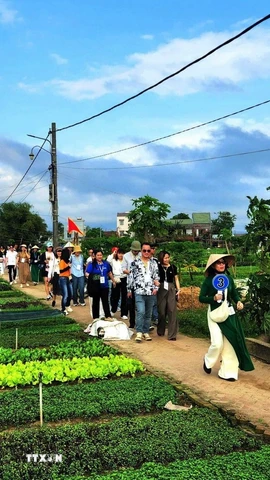 Khách quốc tế tham quan các điểm du lịch nông nghiệp thành phố Đà Nẵng. (Ảnh: Đoàn Hữu Trung/TTXVN)