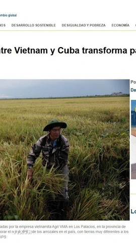 Bài viết “Hợp tác lúa gạo với Việt Nam thay đổi mô hình nhượng quyền đất đai của Cuba” của hãng tin IPS đăng tải ngày 18/6. (Ảnh: chụp màn hình)