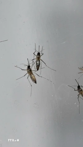 Chikungunya là một bệnh virus do muỗi truyền gây sốt và đau khớp nặng. (Ảnh: AFP/TTXVN