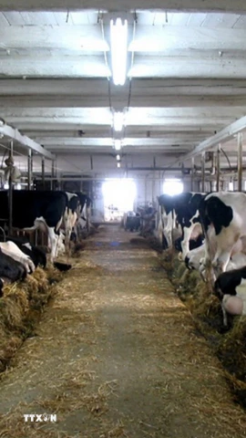 Trang trại nuôi bò sữa ở Canada. (Ảnh: Dairy farmers of Canada/TTXVN)