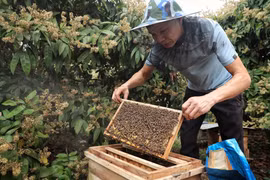Người dân mở tổ ong trong thùng gỗ để thu hoạch mật ong. (Ảnh: Danh Lam/TTXVN)