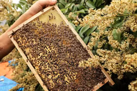 Mùa mật ong vải ở Bắc Giang: Được mùa, được giá 