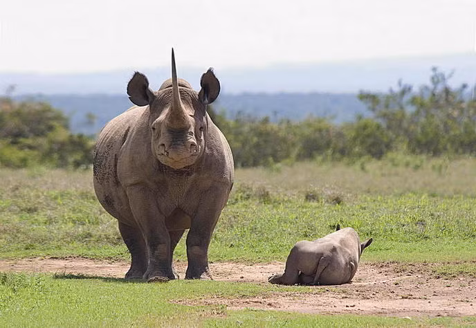 Ảnh minh họa. (Nguồn: Save the Rhino International)