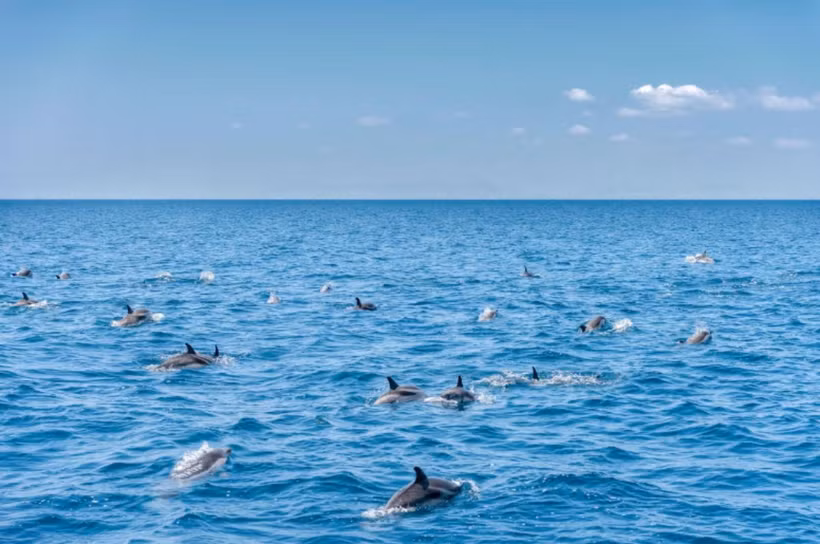 Quần thể cá heo ngoài khơi bờ biển Taranto phát triển mạnh dù thành phố có lịch sử giao thông tàu thuyền và công nghiệp lâu đời. (Nguồn: Alamy/National Geographic)