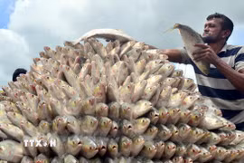  (Tư liệu) Người dân bày bán cá hilsa tại Chattogram, Bangladesh, ngày 25/7/2022. (Ảnh: THX/TTXVN)