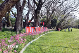 Du khách lưu giữ những hình ảnh đẹp ngày đầu xuân bên hàng cây sưa được công nhận là cây di sản Việt Nam ở làng sinh thái Hương Trà. (Ảnh: Đỗ Trưởng/TTXVN)