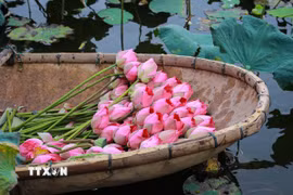 Sen vừa được hái lên khỏi hồ, sẽ được đem về thực hiện ngay các công đoạn ướp để hương của sen được đảm bảo tốt nhất. (Ảnh: Khánh Hoà/TTXVN)