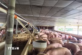 Lợn nhiễm chất cấm (chất Salbutamol) trong chăn nuôi tại một trại chăn nuôi ở thành phố Đồng Nai. (Ảnh: Công Phong/TTXVN)