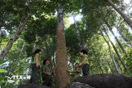 Cán bộ, kiểm lâm viên Ban Quản lý rừng đặc dụng Đèo Cả tuần tra, kiểm soát một khu vực rừng đặc dụng thuộc lâm phần quản lý. (Ảnh: Tường Quân/TTXVN)