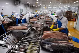 Chế biến cá ngừ đại dương xuất khẩu. (Ảnh minh họa. Nguồn: TTXVN)