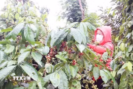 Nông dân trồng cà phê Robusta tại Đắk Lắk đang thu hoạch. (Ảnh: Kha Phạm/TTXVN)