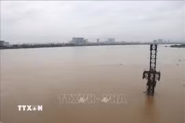 Mực nước sông Hồng đoạn chảy qua Thủ đô Hà Nội dâng cao chịu ảnh hưởng liên tiếp mưa lớn từ cơn bão số 10 và hoàn lưu vùng áp thấp suy yếu từ cơn bão số 11. (Ảnh: Vũ Quang Đán/TTXVN)