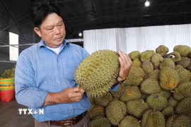 Ông Lầu A Sy (phường Đông Gia Nghĩa, tỉnh Lâm Đồng) kiểm tra sản phẩm sầu riêng phục vụ xuất khẩu chính ngạch. (Ảnh: Nguyễn Huy Thành/TTXVN)