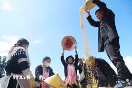 Các bản ở xã Tả Lèng thi gặt lúa tại Ngày hội “Mùa vàng Tả Lèng - Hương lúa giữa non cao”. (Ảnh: Nguyễn Oanh/TTXVN)