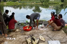Người dân vớt cá lồng bị chết. (Ảnh: TTXVN phát)