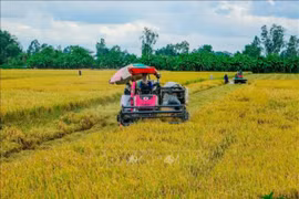 Thu hoạch lúa Hè Thu bằng máy gặt đập liên hợp tại Cần Thơ. (Ảnh tư liệu: Thanh Liêm/TTXVN)