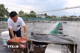 Ao nuôi tôm thẻ chân trắng công nghệ cao của gia đình ông Ngô Văn Thới, ấp Tân Thành, xã Long Thành được đầu tư đồng bộ hệ thống kỹ thuật. (Ảnh: Thanh Hòa/TTXVN)