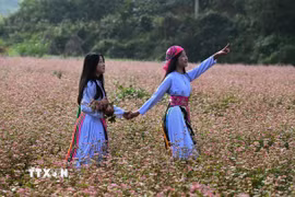 Nét hồn nhiên của hai thiếu nữ Mông khi dạo bước trên cánh đồng Tam giác mạch ở Đồng Văn. (Ảnh: Minh Tâm/TTXVN)