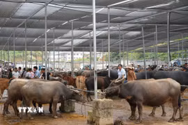 Nhiều trâu, bò được mang ra chợ gia súc để giao dịch mua bán. (Ảnh: Chu Hiệu/TTXVN)