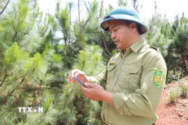 Cán bộ quản lý, bảo vệ rừng tại Khu bảo tồn thiên nhiên Nam Nung (tỉnh Lâm Đồng) ứng dụng phần mềm hỗ trợ trên điện thoại ghi nhận dữ liệu, theo dõi diễn biến rừng trong quá trình tuần tra. (Ảnh: Nguyễn Huy Thành/TTXVN)