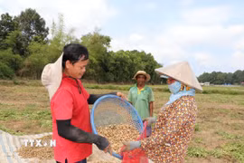 Đồng bào ở xã Long Hiệp thu hoạch lạc dịp Tết Chôl Chnăm Thmây. (Ảnh: Thanh Hòa/TTXVN)