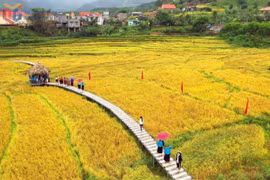 Các hoạt động của lễ hội sẽ diễn ra giữa những thửa ruộng bậc thang vàng óng. (Ảnh: Báo Quảng Ninh)