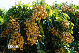“Nhãn Châu Thành-Đồng Tháp” đã được cấp Giấy chứng nhận bảo hộ nhãn hiệu. (Ảnh: Nhựt An/TTXVN)