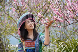 Du khách lưu lại khoảnh khắc cùng hoa đào tại bản Sin Suối Hồ, Lai Châu. (Ảnh: Nguyễn Oanh/TTXVN)